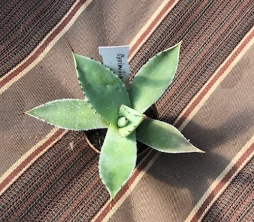 Agave Maximiliana cm. 10/12