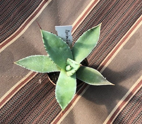 Agave Maximiliana cm. 10/12