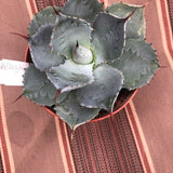 Agave Guadalajarana minor cm. 7