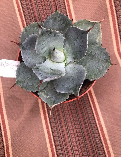 Agave Guadalajarana minor cm. 7