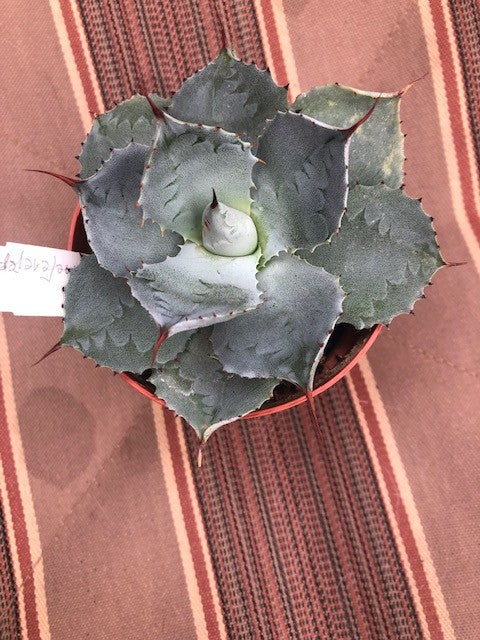 Agave Guadalajarana minor cm. 7