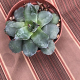 Agave compacta Patonii cm. 8/10