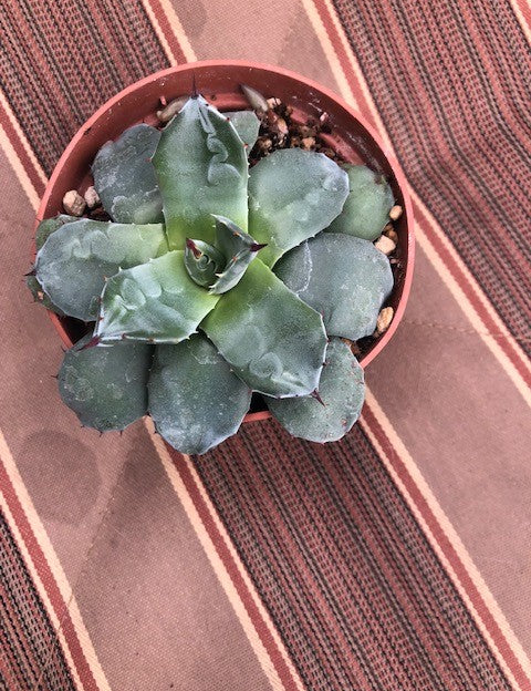 Agave compacta Patonii cm. 8/10
