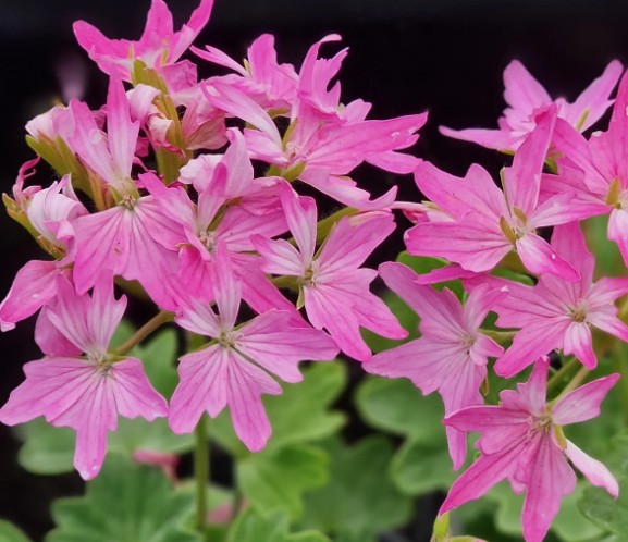 Pelargonium Isabel vaso 10