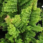 Ulmus minor 'Jacqueline Hillier' vaso 18 adatto per Bonsai
