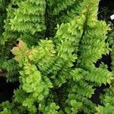 Ulmus minor 'Jacqueline Hillier' vaso 18 adatto per Bonsai
