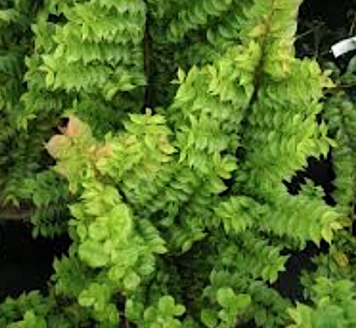Ulmus minor 'Jacqueline Hillier' vaso 18 adatto per Bonsai
