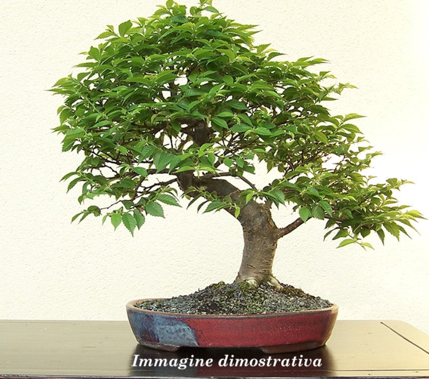 Ulmus minor 'Jacqueline Hillier' vaso 18 adatto per Bonsai
