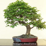 Ulmus minor 'Jacqueline Hillier' vaso 18 adatto per Bonsai