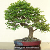 Ulmus minor 'Jacqueline Hillier' vaso 18 adatto per Bonsai
