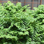 Ulmus minor 'Jacqueline Hillier' vaso 18 adatto per Bonsai