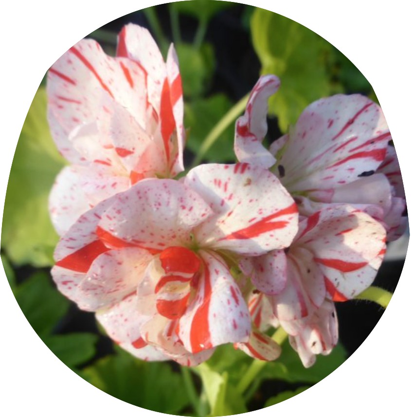 pelargonium golden Anniversary vaso 10