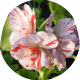 pelargonium golden Anniversary vaso 10