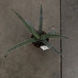 Agave Xylonacantha cm.20