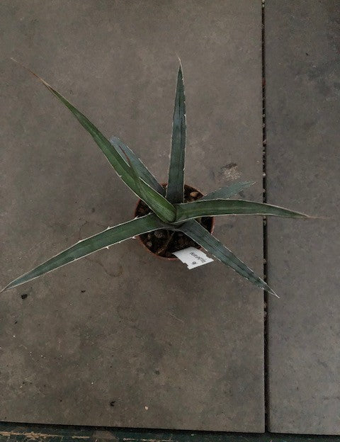 Agave Xylonacantha cm.20