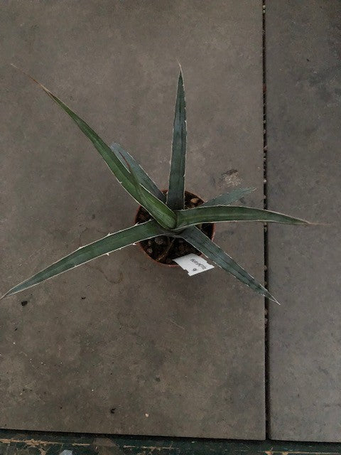Agave Xylonacantha cm.20