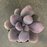 Pachyphytum Oviferum Moonstones