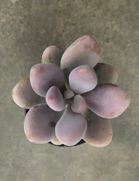 Pachyphytum Oviferum Moonstones