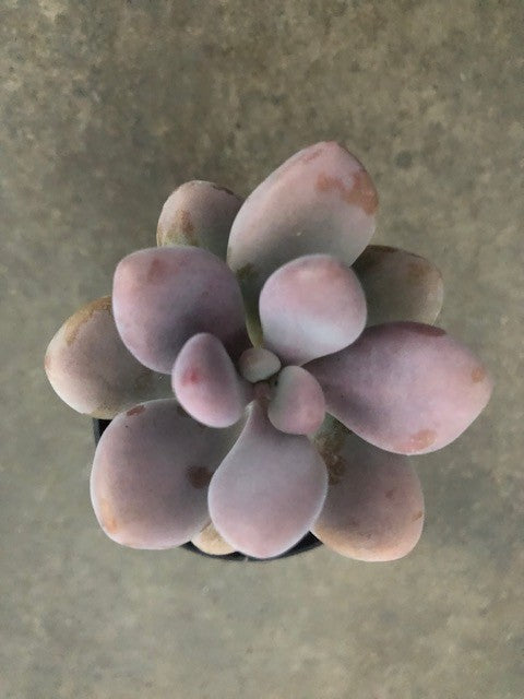 Pachyphytum Oviferum Moonstones