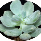 Pachyphytum Oviferum