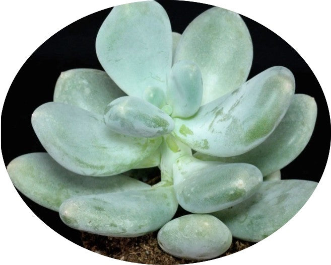 Pachyphytum Oviferum