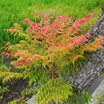 koelreuteria henryi dummer cm. 80/100