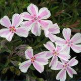 Phlox subulata candy stripes vaso 10