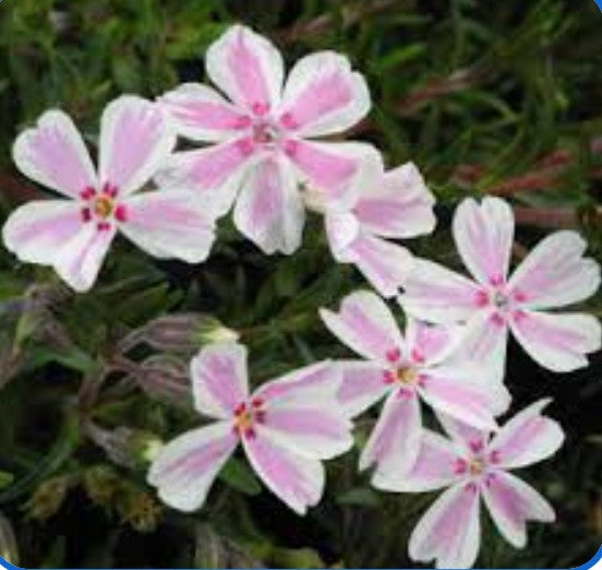 Phlox subulata candy stripes vaso 10
