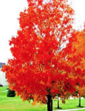 Acer Rubrum red Sunset cm. 60/80