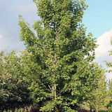 Acer Rubrum red Sunset cm. 60/80