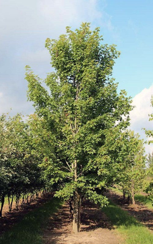 Acer Rubrum red Sunset cm. 60/80