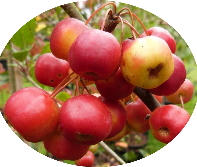 Malus Crittenden