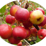Malus Crittenden