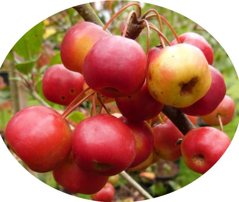 Malus Crittenden