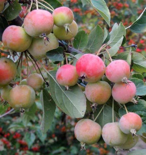 Malus Crittenden