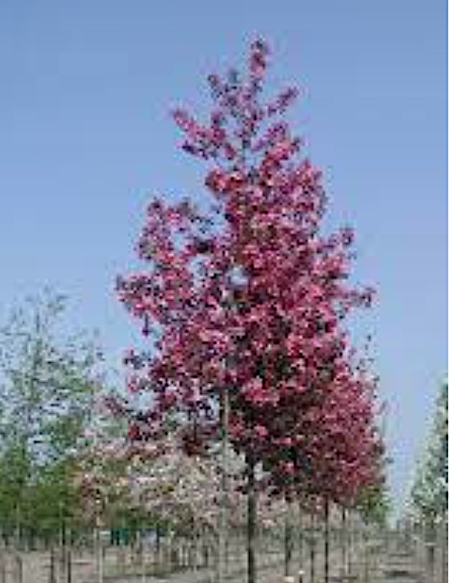 Malus Hillieri 120/130 altezza reale
