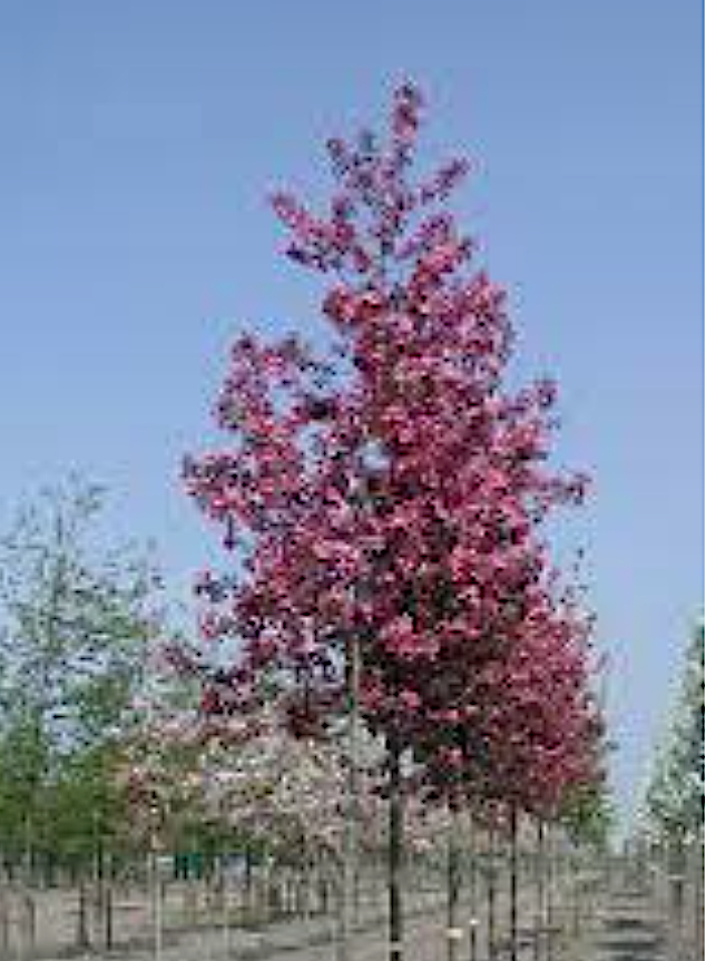 Malus Hillieri 120/130 altezza reale