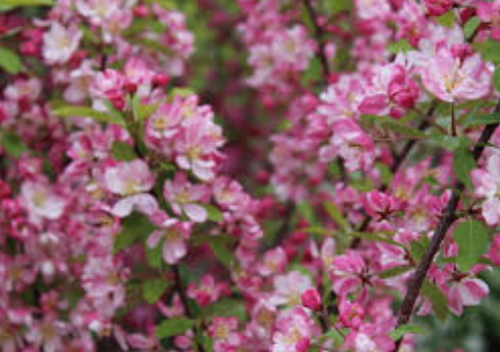 Malus Hillieri 120/130 altezza reale