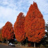 Acer Rubrum compacta Joseph  (disponibili anche 4/5 mt.)