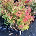 Acer Rubrum compacta Joseph  (disponibili anche 4/5 mt.)