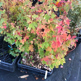 Acer Rubrum compacta Joseph  (disponibili anche 4/5 mt.)