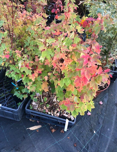 Acer Rubrum compacta Joseph  (disponibili anche 4/5 mt.)