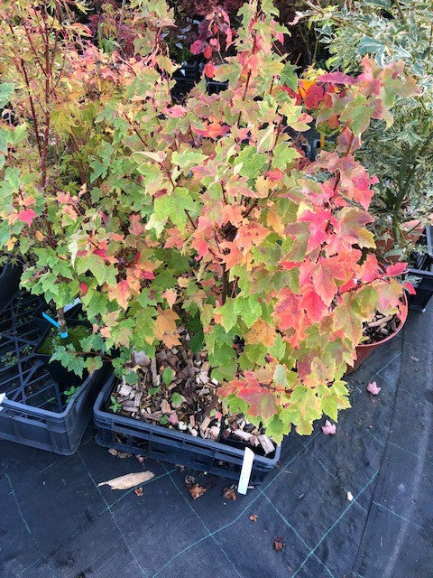 Acer Rubrum compacta Joseph  (disponibili anche 4/5 mt.)