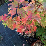 Acer Rubrum compacta Joseph  (disponibili anche 4/5 mt.)