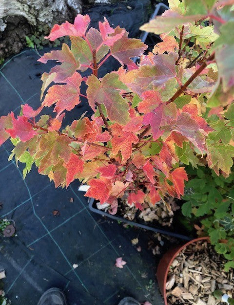 Acer Rubrum compacta Joseph  (disponibili anche 4/5 mt.)