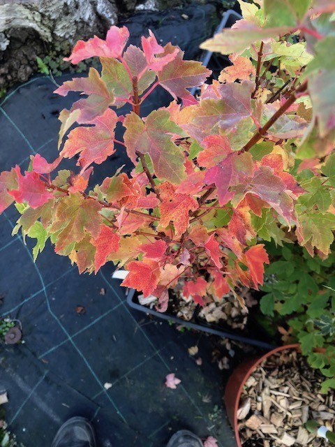 Acer Rubrum compacta Joseph  (disponibili anche 4/5 mt.)