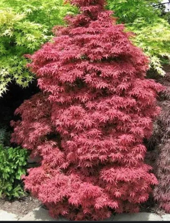 Acer Palmatum Skeeter's Broom cm. 100/120