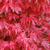 Acer Palmatum Skeeter's Broom cm. 100/120