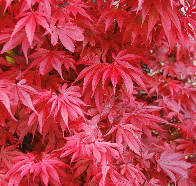 Acer Palmatum Skeeter's Broom cm. 100/120