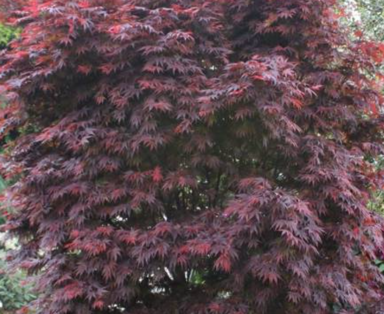 Acer Palmatum Skeeter's Broom cm. 100/120